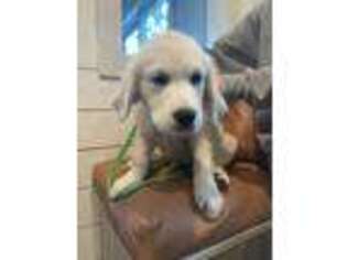 Golden Retriever Puppy for sale in Garrett, IN, USA