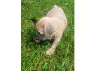 French Bulldog Puppy for sale in Clarence, MO, USA