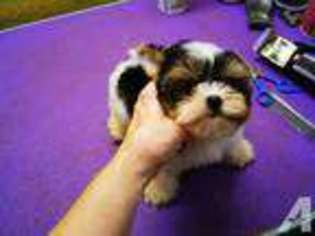 Yorkshire Terrier Puppy for sale in SHEPHERDSVILLE, KY, USA