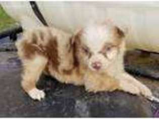 Australian Shepherd Puppy for sale in Mount Vernon, IL, USA