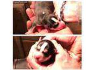 Siberian Husky Puppy for sale in Willmar, MN, USA
