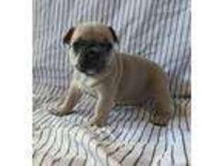 French Bulldog Puppy for sale in Carrollton, GA, USA