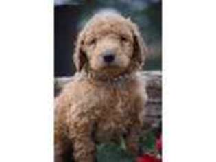 Goldendoodle Puppy for sale in Mabank, TX, USA