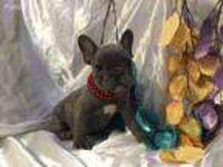 French Bulldog Puppy for sale in Yellville, AR, USA