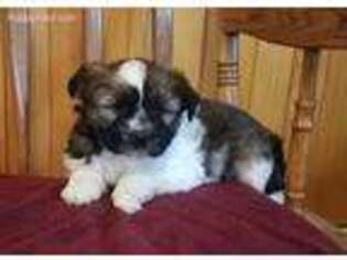 Tibetan Terrier Puppy for sale in Waterloo, NY, USA