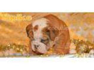 Bulldog Puppy for sale in SANTA MONICA, CA, USA