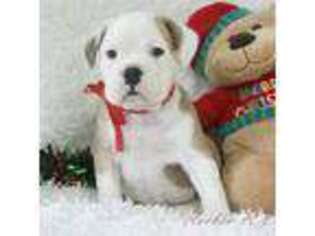 Bulldog Puppy for sale in Pottersville, MO, USA