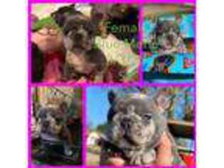 French Bulldog Puppy for sale in Murrayville, GA, USA