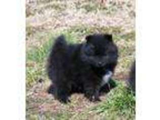 Pomeranian Puppy for sale in Miller, MO, USA