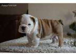 Bulldog Puppy for sale in Arizona City, AZ, USA