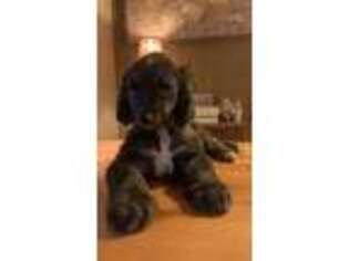 Afghan Hound Puppy for sale in New Tripoli, PA, USA