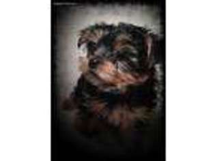 Yorkshire Terrier Puppy for sale in Mchenry, IL, USA