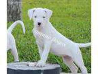 Dogo Argentino Puppy for sale in Loxahatchee, FL, USA