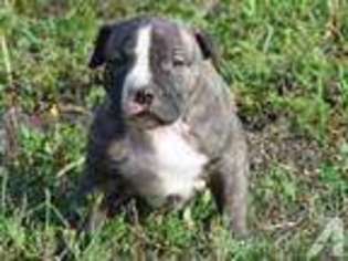 Mutt Puppy for sale in CALLAHAN, FL, USA