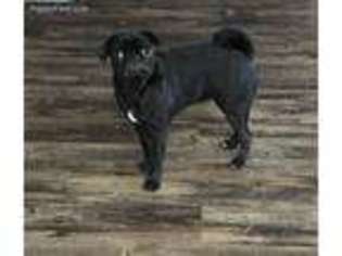Pug Puppy for sale in Spencerville, IN, USA