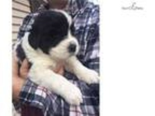 Newfoundland Puppy for sale in Chicago, IL, USA