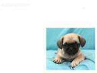 Mutt Puppy for sale in Broken Bow, NE, USA