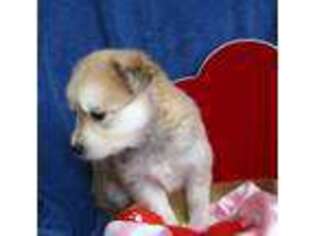 Mutt Puppy for sale in Philippi, WV, USA
