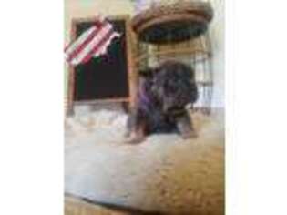 French Bulldog Puppy for sale in Anacoco, LA, USA