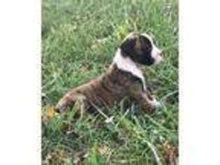 Boxer Puppy for sale in Niangua, MO, USA