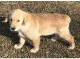 Golden Retriever Puppy for sale in Albertville, AL, USA