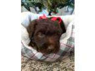 Labradoodle Puppy for sale in Wheaton, MO, USA