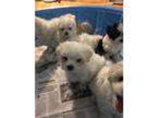 Maltese Puppy for sale in Lancaster, OH, USA