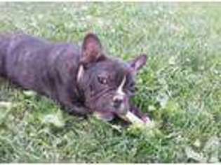 French Bulldog Puppy for sale in SHELLEY, ID, USA