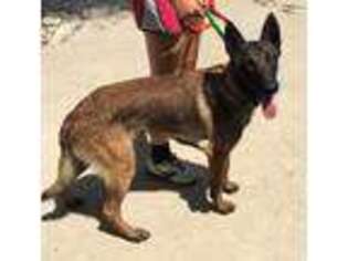 Belgian Malinois Puppy for sale in Philip, SD, USA