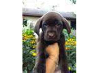 Labrador Retriever Puppy for sale in Suamico, WI, USA