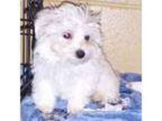 Maltese Puppy for sale in Norman, OK, USA