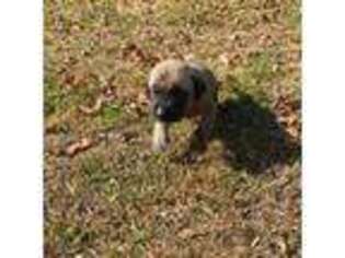 Mutt Puppy for sale in Londonderry, OH, USA
