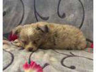 Miniature Australian Shepherd Puppy for sale in New Holland, PA, USA