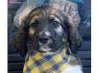 Newfoundland Puppy for sale in Greenacres, WA, USA