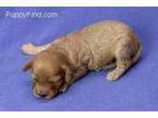 Cavapoo Puppy for sale in Carthage, TN, USA