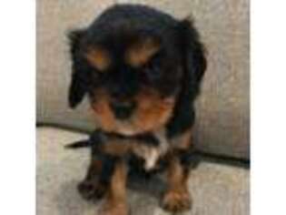 Cavalier King Charles Spaniel Puppy for sale in Milton, WA, USA
