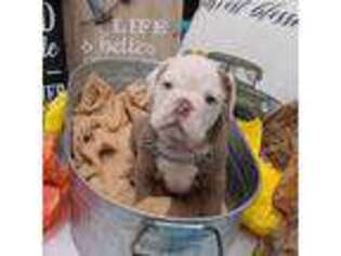 Olde English Bulldogge Puppy for sale in Newton, IL, USA