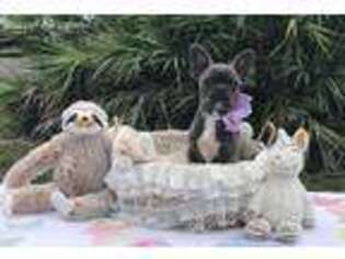 French Bulldog Puppy for sale in North Palm Beach, FL, USA