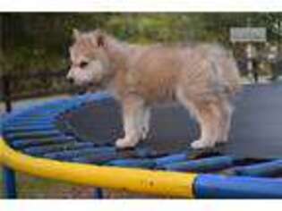 Wolf Hybrid Puppy for sale in Ocala, FL, USA