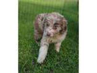 Mutt Puppy for sale in Canaseraga, NY, USA