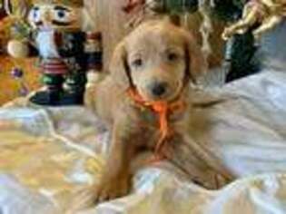 Labradoodle Puppy for sale in Bellingham, WA, USA