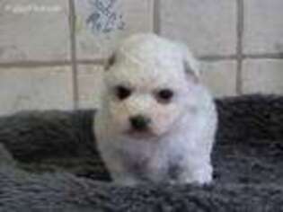 Bichon Frise Puppy for sale in Gentry, AR, USA