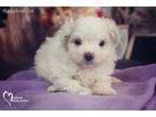 Maltese Puppy for sale in Land O Lakes, FL, USA