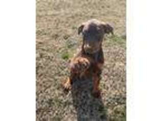 Doberman Pinscher Puppy for sale in Spiro, OK, USA