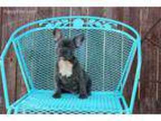French Bulldog Puppy for sale in Marlow, OK, USA