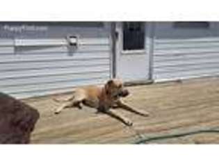 Great Dane Puppy for sale in Fincastle, VA, USA