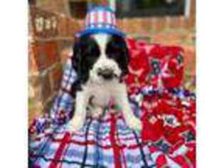 English Springer Spaniel Puppy for sale in Swainsboro, GA, USA