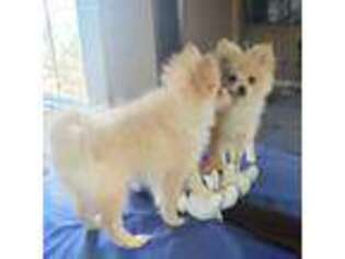 Pomeranian Puppy for sale in Westfield, NJ, USA