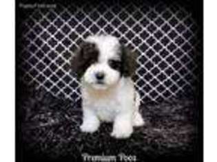 Cavapoo Puppy for sale in Creston, IA, USA