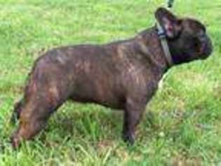 French Bulldog Puppy for sale in Blue Ridge, GA, USA